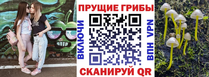 Псилоцибиновые грибы Psilocybine cubensis Вязники